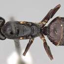 Image of Camponotus buchholzi Mayr 1902