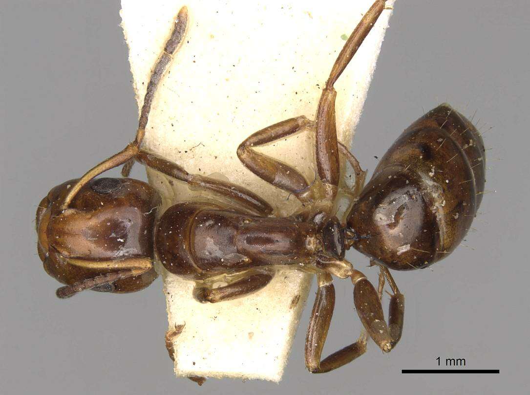 Image of Camponotus moderatus Santschi 1930