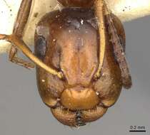 Image of Camponotus moderatus Santschi 1930