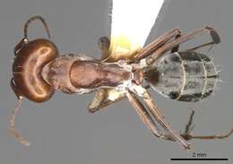 Imagem de Camponotus valdeziae Forel 1879