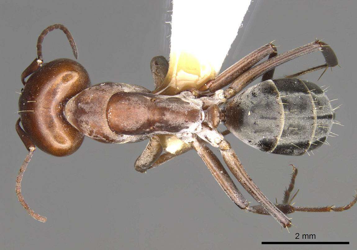 Imagem de Camponotus valdeziae Forel 1879