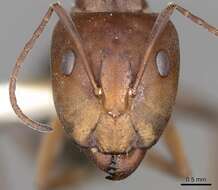 Imagem de Camponotus valdeziae Forel 1879