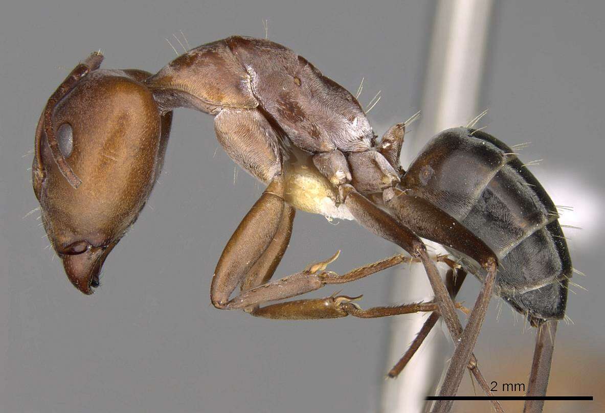 Imagem de Camponotus valdeziae Forel 1879