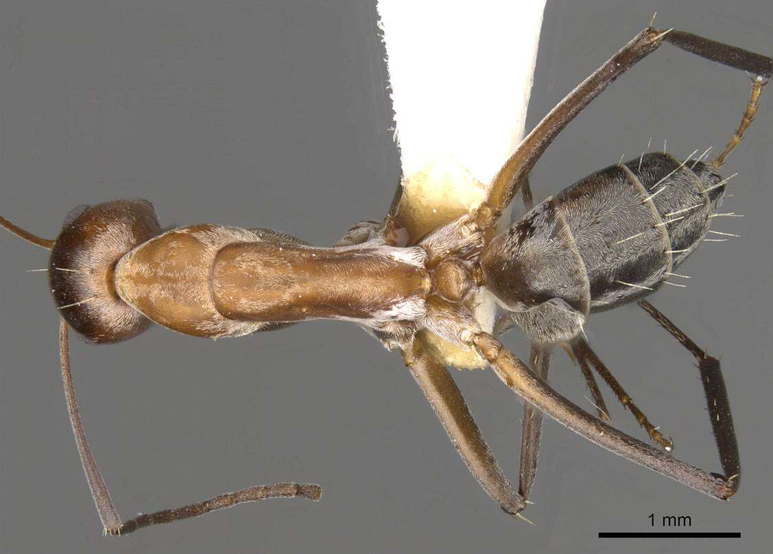 Imagem de Camponotus valdeziae Forel 1879