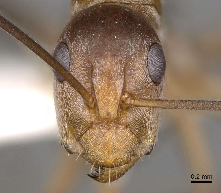 Imagem de Camponotus valdeziae Forel 1879