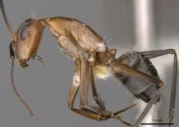 Imagem de Camponotus valdeziae Forel 1879