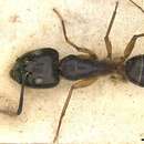 Image of Camponotus arnoldinus Forel 1914