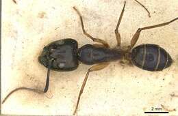 Слика од Camponotus arnoldinus Forel 1914