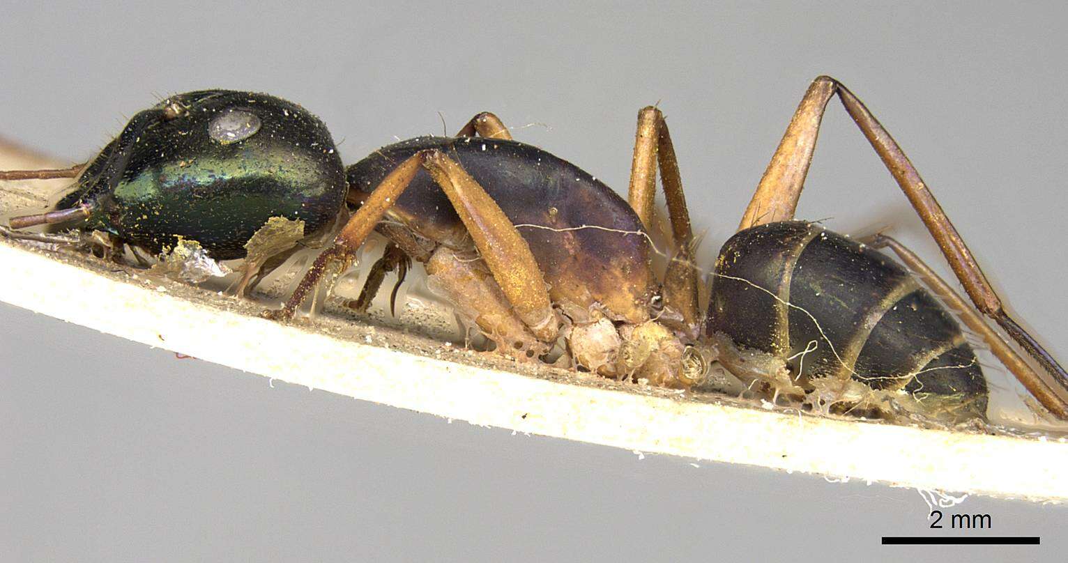 Слика од Camponotus arnoldinus Forel 1914