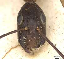 Слика од Camponotus arnoldinus Forel 1914