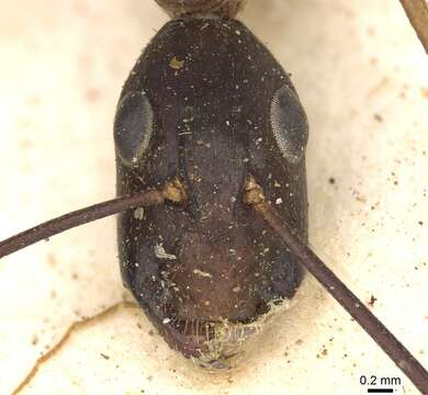 Слика од Camponotus arnoldinus Forel 1914