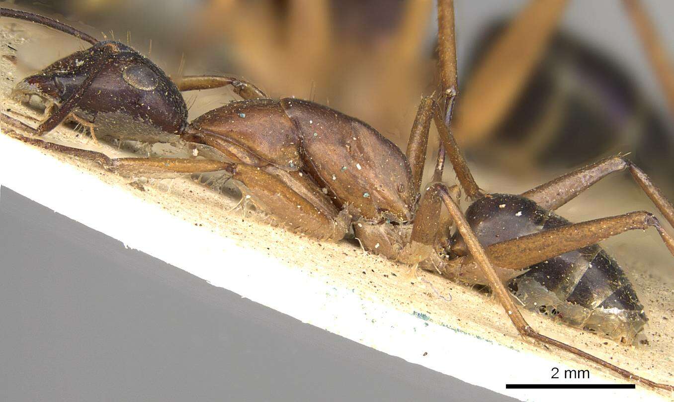 Слика од Camponotus arnoldinus Forel 1914