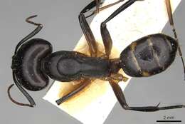 Image of Camponotus sexpunctatus Forel 1894