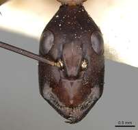 Image of Camponotus sexpunctatus Forel 1894