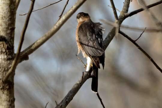 Image of Cooper's Hawk