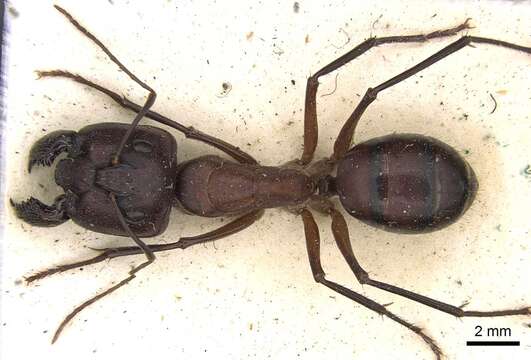 Image of Camponotus subnitidus Mayr 1876