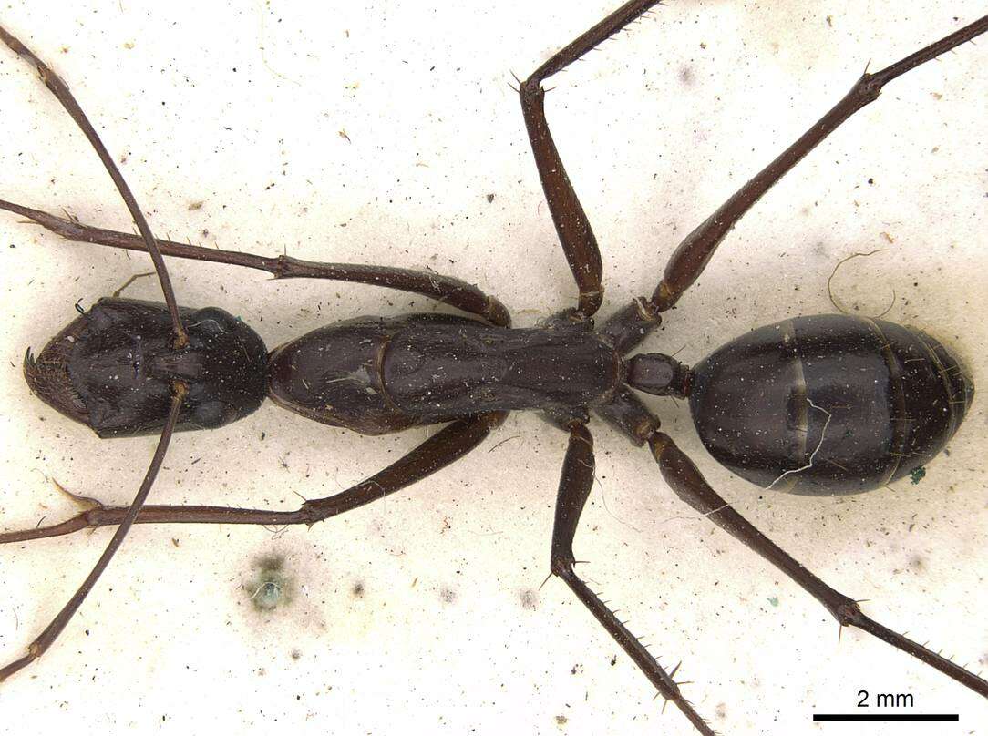 Plancia ëd Camponotus subnitidus Mayr 1876