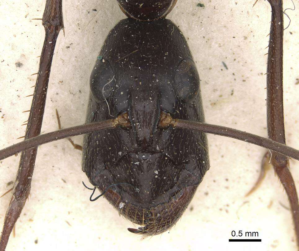 Plancia ëd Camponotus subnitidus Mayr 1876