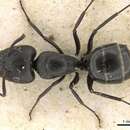 Image de Camponotus arcuatus Mayr 1876