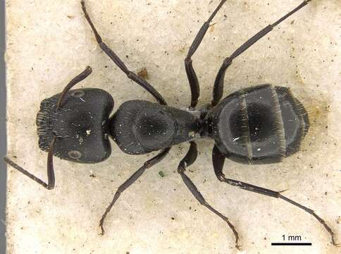 Image de Camponotus arcuatus Mayr 1876