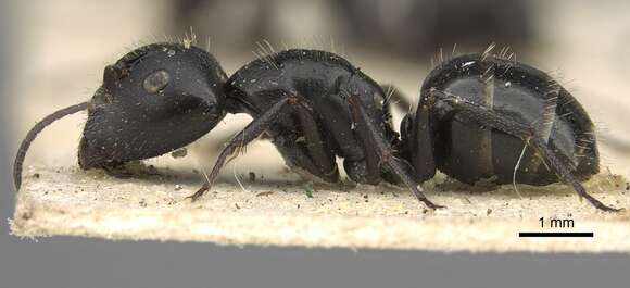 Image of Camponotus arcuatus Mayr 1876