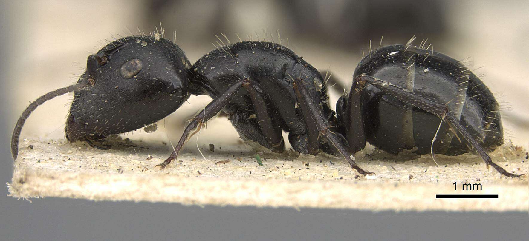 Image of Camponotus arcuatus Mayr 1876