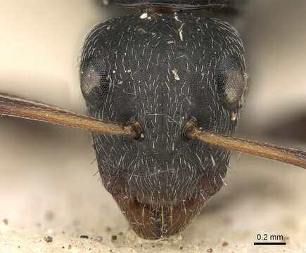 Image of Camponotus arcuatus Mayr 1876