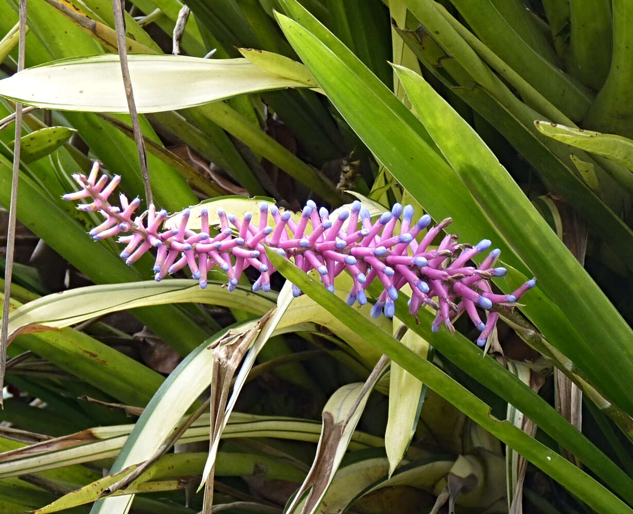 Image of Aechmea gamosepala Wittm.