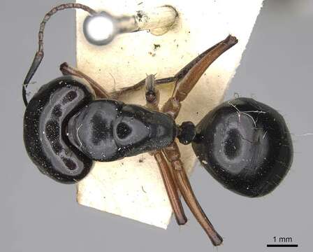 Imagem de Camponotus tumidus Crawley 1922