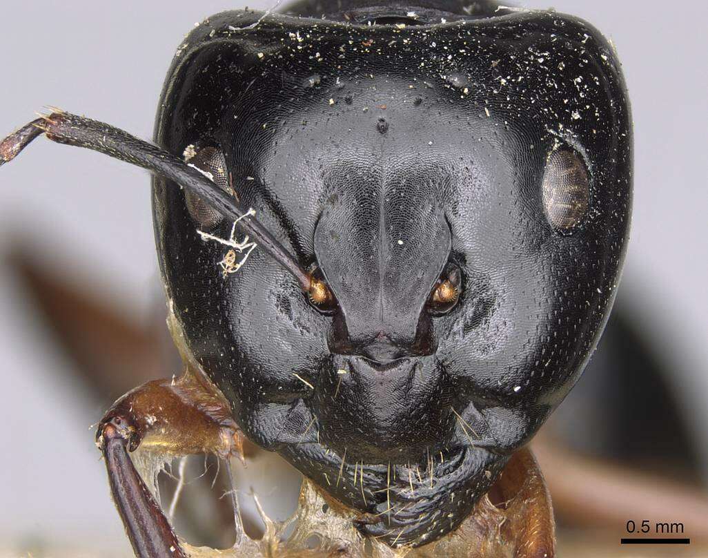 Image of Camponotus tumidus Crawley 1922