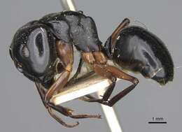 Image of Camponotus tumidus Crawley 1922