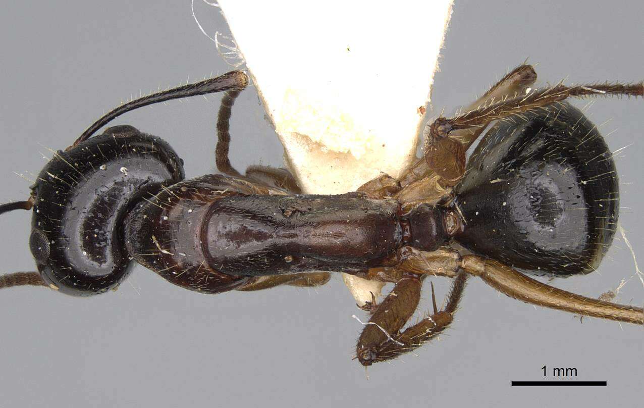 Image of Camponotus tumidus Crawley 1922