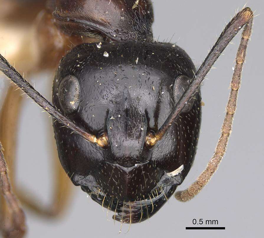 Image of Camponotus tumidus Crawley 1922