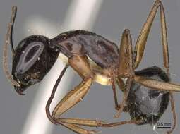 Image of Camponotus tumidus Crawley 1922