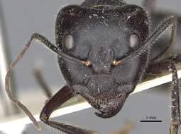 Image of Camponotus molossus Forel 1907