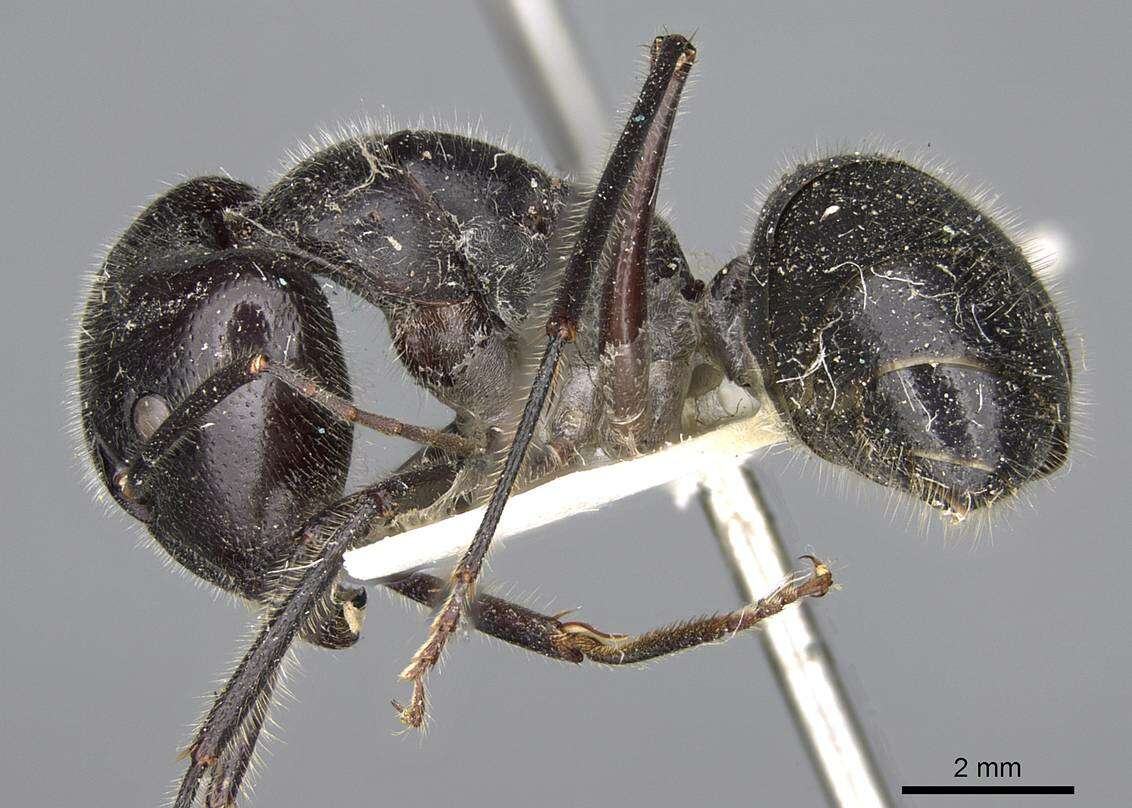 Image of Camponotus molossus Forel 1907