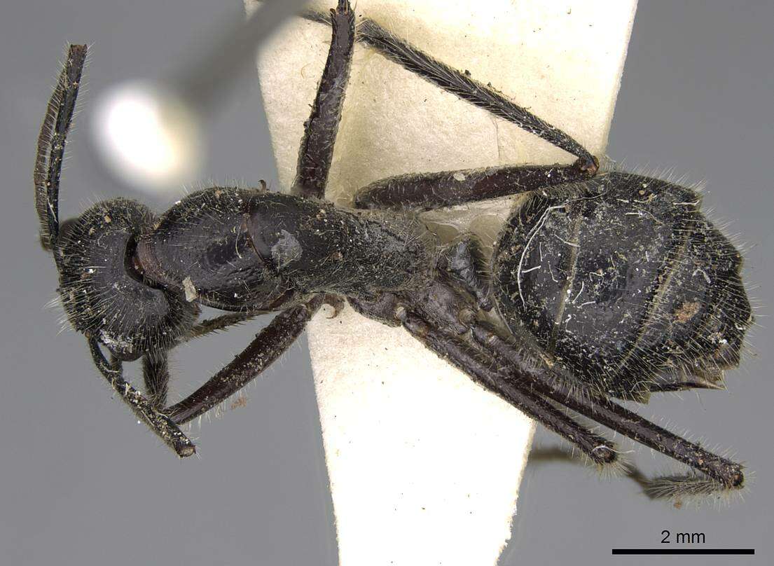 Image of Camponotus molossus Forel 1907