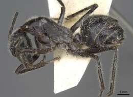 Image of Camponotus molossus Forel 1907