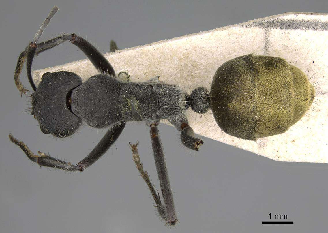 Слика од Camponotus auriventris Emery 1889