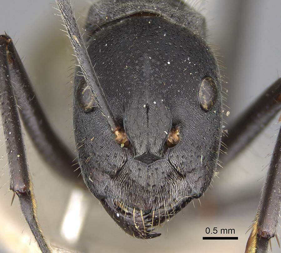 Слика од Camponotus auriventris Emery 1889