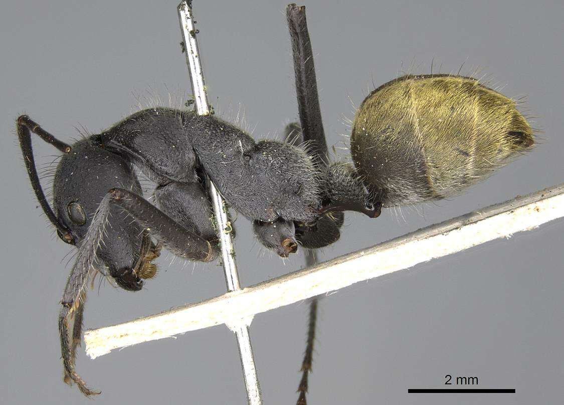 Слика од Camponotus auriventris Emery 1889