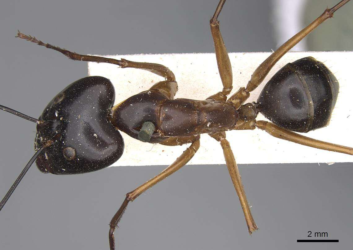 Plancia ëd Camponotus festinus (Smith 1857)