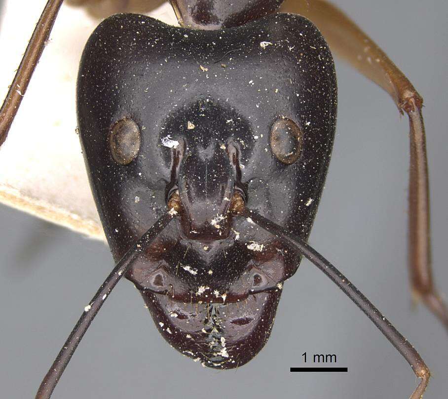 Plancia ëd Camponotus festinus (Smith 1857)