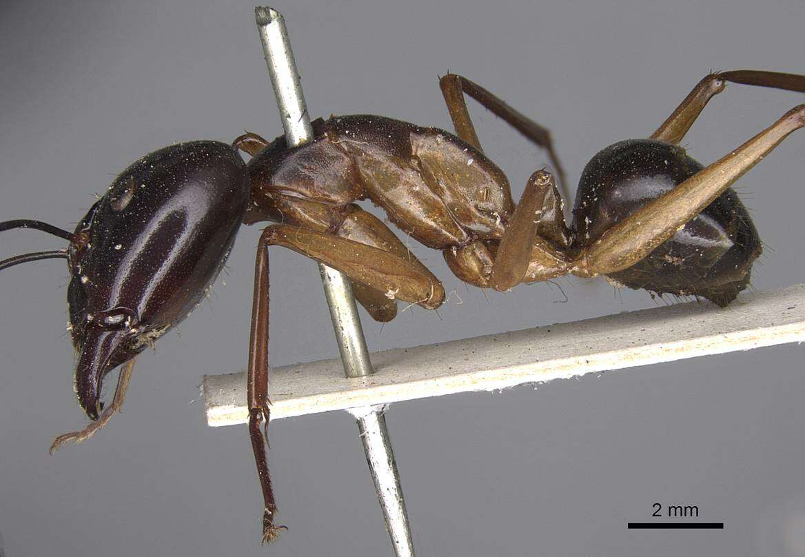 Plancia ëd Camponotus festinus (Smith 1857)