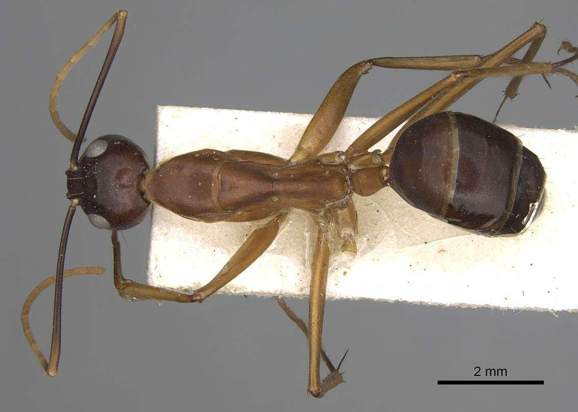 Plancia ëd Camponotus festinus (Smith 1857)