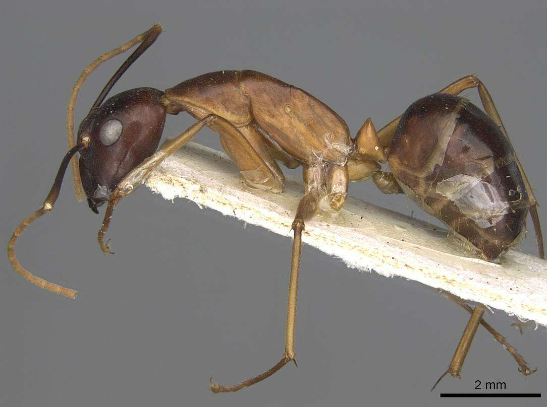 Plancia ëd Camponotus festinus (Smith 1857)