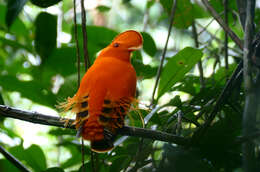 Image of Guianan Cock-of-the-rock