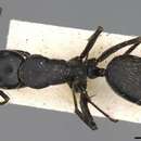 Image of Camponotus radiatus Forel 1892