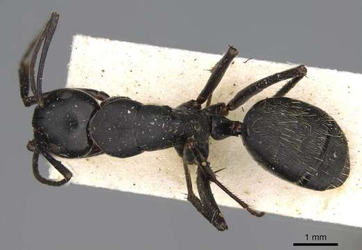 Camponotus radiatus Forel 1892的圖片