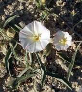 Image of Convolvulus lineatus L.